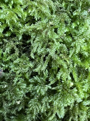 Thamnobryum alleghaniense