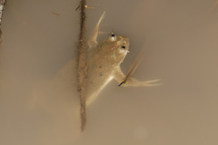 Xenopus muelleri