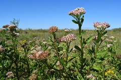 Pluchea microcephala