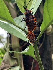 Spartocera pantomima