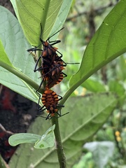 Spartocera pantomima