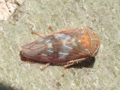 Tremulicerus vitreus