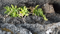 Spergularia azorica