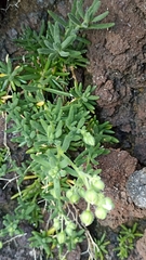 Spergularia azorica