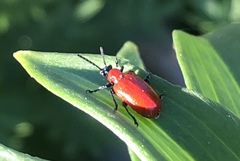 Lilioceris lilii