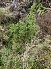 Juniperus brevifolia