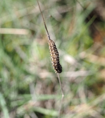 Athroolopha pennigeraria
