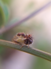 Cyphonia clavigera