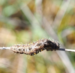 Athroolopha pennigeraria