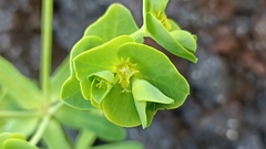 Euphorbia azorica