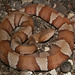 Trans-Pecos Copperhead - Photo (c) Diana-Terry Hibbitts, some rights reserved (CC BY-NC), uploaded by Diana-Terry Hibbitts