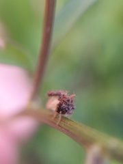 Cyphonia clavigera