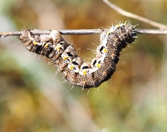 Athroolopha pennigeraria