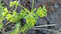 Euphorbia azorica