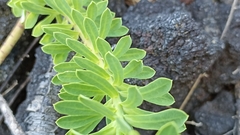 Euphorbia azorica