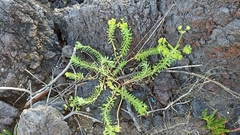 Euphorbia azorica