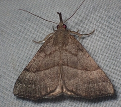 Hypena atomaria