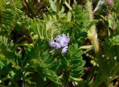 Biserrula pelecinus