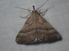 Hypena atomaria