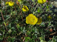 Potentilla hyparctica