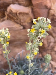 Oreocarya confertiflora
