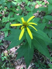 Verbesina helianthoides