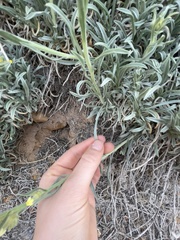 Oreocarya confertiflora