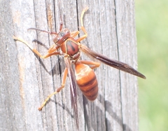 Polistes