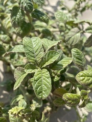 Amaranthus greggii