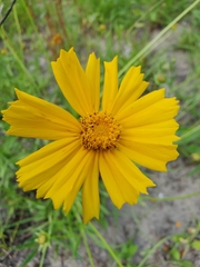 Coreopsis lanceolata image