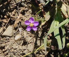 Spergularia purpurea