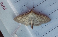 Paratalanta pandalis