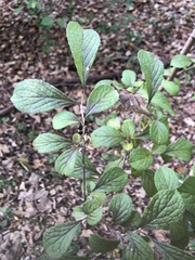 Symplocos paniculata