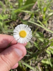 Erigeron procumbens