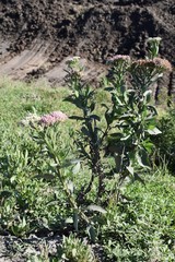 Pluchea microcephala