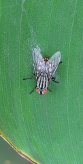 Diptera