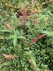 Blechnum appendiculatum