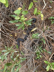 Nerodia sipedon williamengelsi