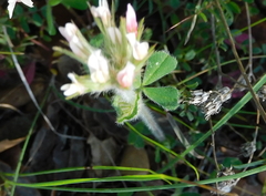 Trifolium stellatum