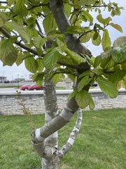 Parrotia