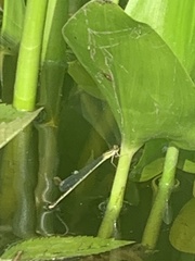 Enallagma vesperum