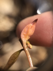 Puccinia mariae-wilsoniae