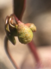 Puccinia mariae-wilsoniae