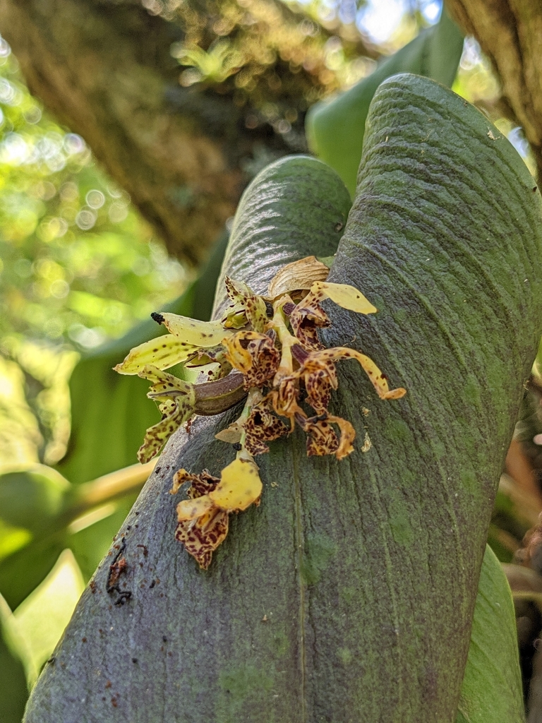 Acianthera cogniauxiana