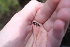 Hesperus baltimorensis