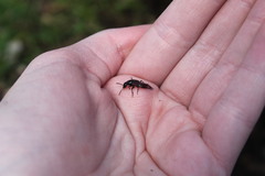 Hesperus baltimorensis