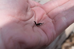 Hesperus baltimorensis