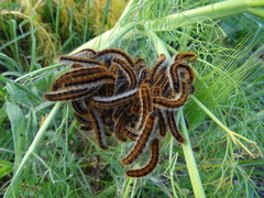 Malacosoma franconicum