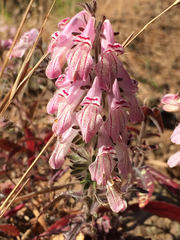 Collinsia tinctoria