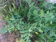 Opopanax chironium